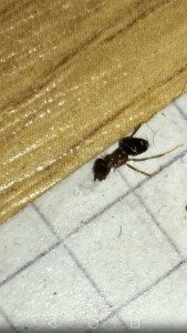 Ameisen in der Wohnung