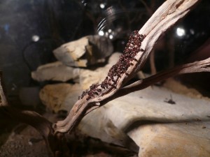 schmidti1 (10).JPG (143.59 KiB) 5034 mal betrachtet Sonnenbaden