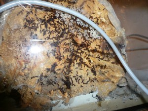 schmidti1 (9).JPG (270.32 KiB) 5034 mal betrachtet So schauts jetzt aus