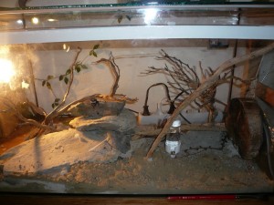 schmidti1 (7).JPG (198.46 KiB) 5034 mal betrachtet Hier wohnen sie zur Zeit