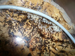 schmidti1 (5).JPG (274.25 KiB) 5034 mal betrachtet So schauts jetzt aus