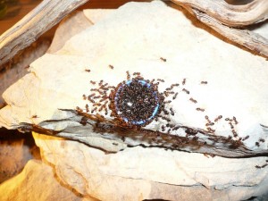 schmidti1 (4).JPG (209.04 KiB) 5034 mal betrachtet So schauts jetzt aus