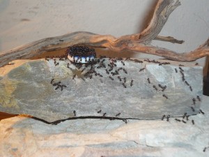 schmidti1 (1).JPG (196.02 KiB) 5034 mal betrachtet So schauts jetzt aus