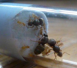 flavus1 (2).JPG (149.2 KiB) 5034 mal betrachtet Das aus der WR ist besser