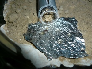 herculeanus1 (4).JPG (238.02 KiB) 5034 mal betrachtet Hier eine Arbeiterin am Honigwasser, man sieht, dass sie auch schon den Eingang zugebaut haben