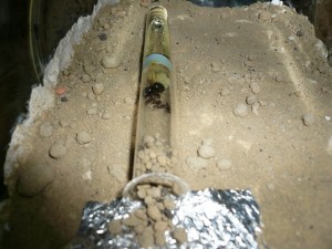 herculeanus1 (3).JPG (199.17 KiB) 5034 mal betrachtet Hier ein aktuelles Bild, auch Brut ist da