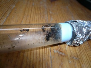 herculeanus1 (1).JPG (163.13 KiB) 5034 mal betrachtet Und hier welche aus der WR nach dem "Nahtoderlebnis"