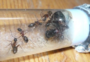 herculeanus1 (5).JPG (150.34 KiB) 5034 mal betrachtet Und hier welche aus der WR nach dem "Nahtoderlebnis"