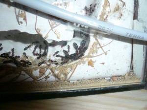 Einblick ins Nest
