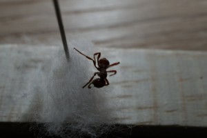 IMG_0810.JPG
