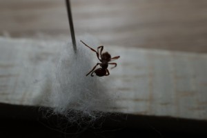 IMG_0808.JPG