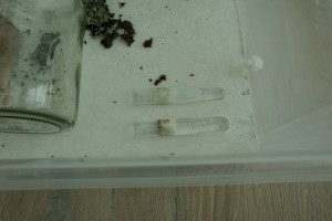 IMG_0826.JPG