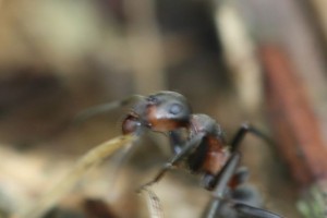 IMG_2267.JPG