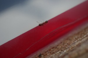 IMG_0925.JPG