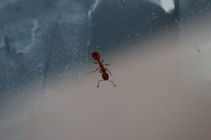 IMG_0928.JPG