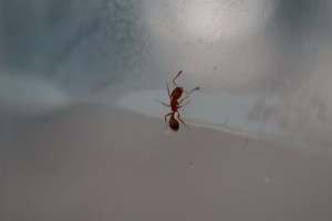IMG_0937.JPG