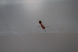 IMG_0939.JPG