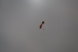 IMG_0940.JPG