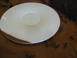 Ameisen beginnen sich um den Teller zu sammeln