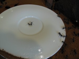 Arbeiterinnen essen Honig und Paraffinöl