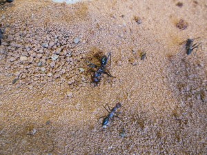 Fast leblose Ameise, die später verschleppt wurde. Ob sie später auf die Beine kommt?