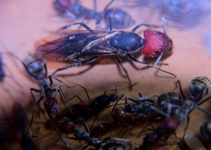 Camponotus singularis 24.05.2017_1.jpg