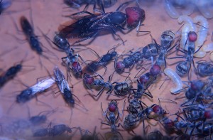 Camponotus singularis 27.05.2017_2.jpg