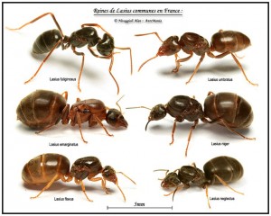 antsoffrance.jpg