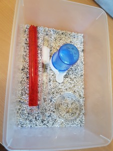 C. lignidperdus Box