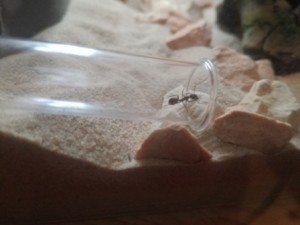 Erfrischt nach dem Wasserschlürfen