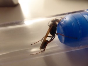 20170610223505.JPG