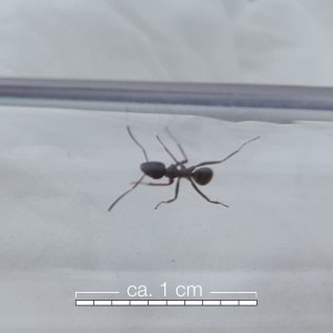 ant2.jpg