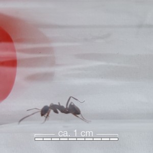 ant3.jpg