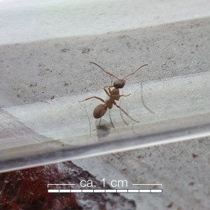 ant4.jpg