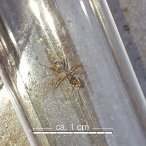 ant5.jpg