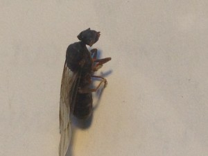 IMG_1001.JPG