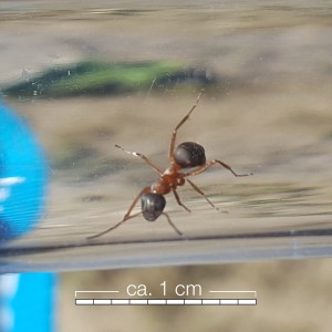 ant8.jpg