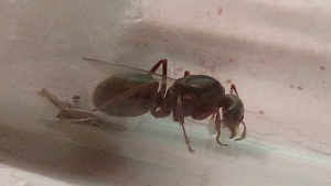 Hier ein älterer Versuch, das Tier festzuhalten... Sie hat sogar noch einen ihrer Flügel. Und ein paar Eier. Ohne Blitz leider nicht so einfach, schrafe Fotos zu machen...