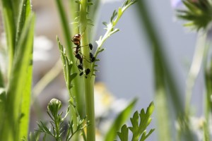 Ameise mit Blattlauszucht