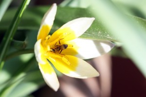 Ameise im Frühjahr in einer Wildtulpe