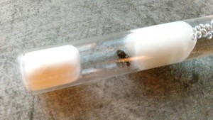 Draufsicht auf die Ameise. Zu sehen: 3 Eier und ein winzeliges Stück eines pakets, das direkt unter dem Torax der Gyne zu sehen ist