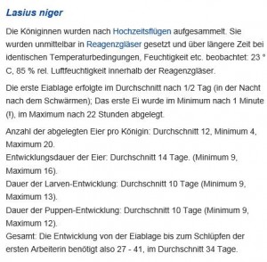 Brut Lasius niger.JPG