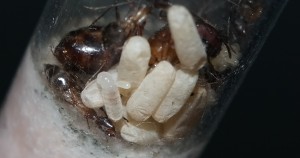 Camponotus socius Puppen, Eier und Larve auf einem Bild.