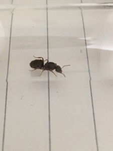 Das ist die gesuchte Königin