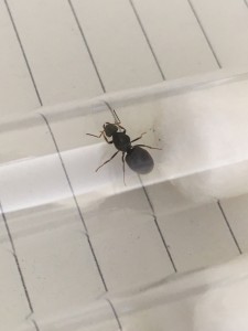 Zum Vergleich habe ich eine Lasius niger Fotografiert