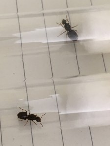 Hier nochmal beide Tiere im Vergleich (oben Lasius niger und unter wieder das zu bestimmende Tier)