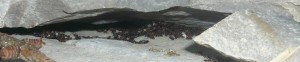 schmidti4 (4).JPG (150.05 KiB) 16657 mal betrachtet So sieht das aus, ich habs bloß nicht geschafft, ein scharfes Bild von der gelagerten Brut zu bekommen :S