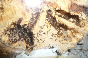 schmidti4 (3).JPG (1.27 MiB) 16657 mal betrachtet So schauts aktuell im Nest aus, kaum Brut, kaum Ameisen, dafür glaube ich, dass die Königin noch hier ist