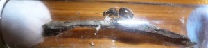 rindenniger4.JPG (469.51 KiB) 17352 mal betrachtet Der zweiten hab ich ein Stück Rinde mitgegeben, sie schien beim Fotomachen ein bisschen nervös, ein Teil ihrer Brut liegt verstreut im RG, auch an ihrem Gaster klebt eines, hab ich sie beim Eierlegen erwischt?