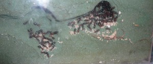 lateralis4 (2).JPG (643.36 KiB) 16657 mal betrachtet Blick ins Steckmoosnest